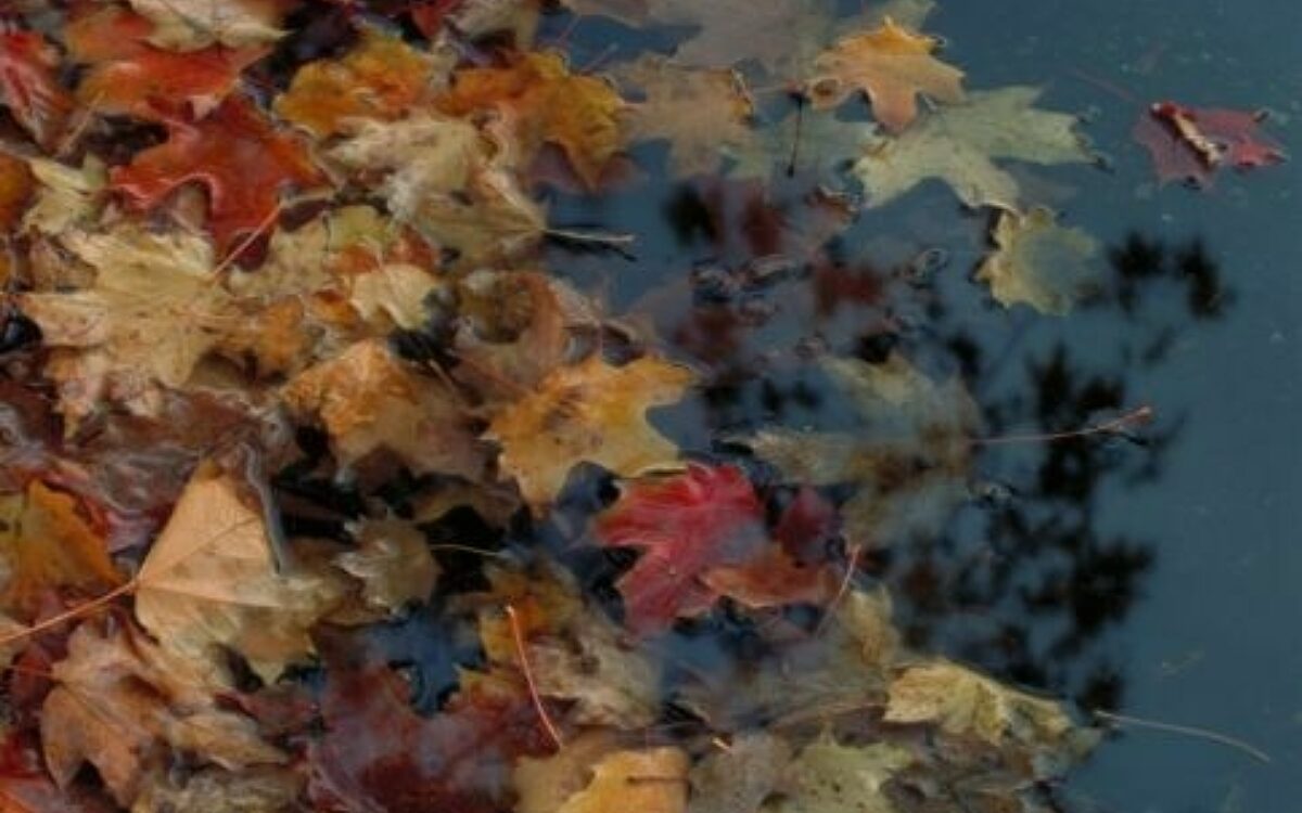1386849831laub im herbst 1386849831laub im herbst